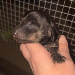 Boy 2 (Russian lines) - Black and cream male Dachshund puppy in Goldthwaite, Texas from Mini Mama Dachshunds