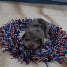 Black and Cream Dapple Longhair Girl - Dapple female Dachshund puppy in Killeen, Texas from Southern Dachshunds