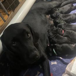 Bella/Heather - Labrador Retriever