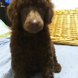 Poodle Puppies from Endearing Standard Poodles