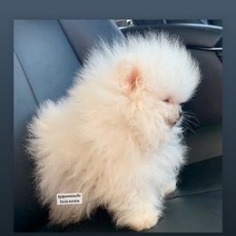 Pomeranian Puppies from Pommies of LA