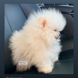 Pomeranian Puppies from Pommies of LA