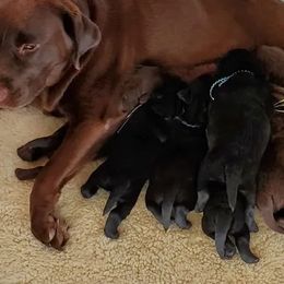 Labrador Retriever Puppies from Diane Villa