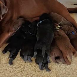Labrador Retriever Puppies from Diane Villa