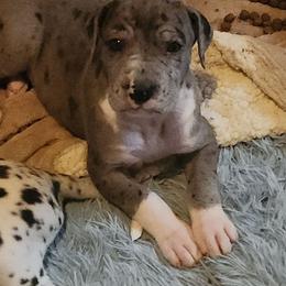 Purple Merle Female - Merle female Great Dane puppy in Gig Harbor, Washington from Lakaya Danes