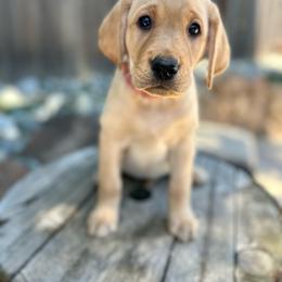 Francine - Pink Collar - Yellow female Labrador Retriever puppy in Galt, California from On My Side Kennels