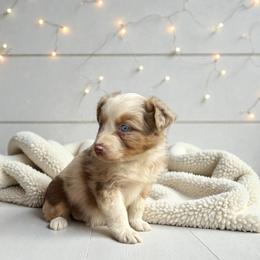 Luna Uccello - Red merle female Australian Shepherd puppy in Statesville, North Carolina from Charming Australian Shepherds