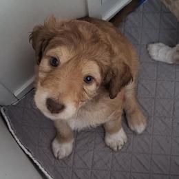 Aussiedoodle and Miniature Australian Shepherd Puppies from Aussies Acre