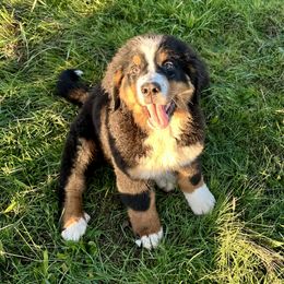 Girl 2 - female Bernese Mountain Dog puppy in Oregon City, Oregon from Black Forest Bernese