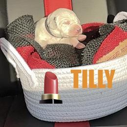 Tilly - White and black female Dalmatian puppy in Des Moines, Iowa from Spot Splattered Dalmatians