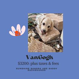 VanGogh - Cream male Dachshund puppy in San Antonio, Texas from Sunshine Sandra & Sweet Sausages