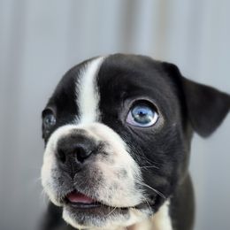Boston Terrier Puppies from BellaBlu's Babes