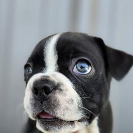 Boston Terrier Puppies from BellaBlu's Babes