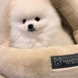 Pomeranian Puppies from Kouture Pomeranians