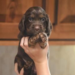 Sandy - Liver and tan female English Cocker Spaniel puppy in New Mexico from HighBrassGunDogs