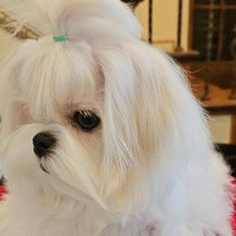 Maltese and Poodles from Maltese & poodle Lovers