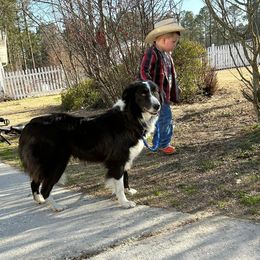 Ruger - Border Collie