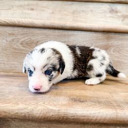Churro - Brindle merle and white male American Corgi puppy in Phelan, California from Desert Sunset Corgis