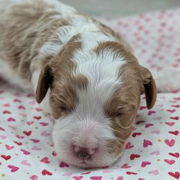 Boy 1 - Blenheim male Cavapoo puppy in Mapleton, Illinois from Gardner Lane Puppies