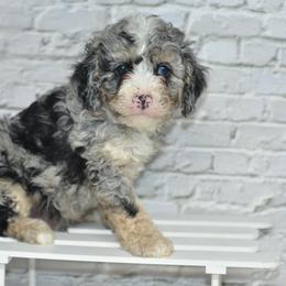 Teddy - Merle male Cockapoo puppy in Moulton, Iowa from Shondel Puppy Paws