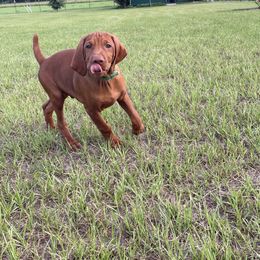 Vizsla puppies from Vizsla of Florida