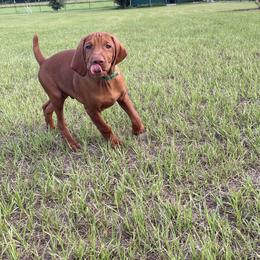 Vizsla puppies from Vizsla of Florida