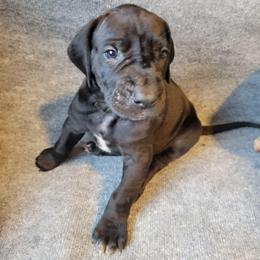 Female 3 - Black female Great Dane puppy in Columbia Stat, Ohio from Rocky Road Chocolate Danes