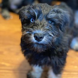 Assorted Doodle Crosses, Cotons de Tulear, Miniature Schnauzers, Poodles, and Schnoodles from A Bundle of Love