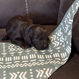 Neon Green - Liver male Boykin Spaniel puppy in Wilmington, North Carolina from Southern Kennels