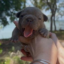 Blue Brindle Girl - AKC French Bulldog Puppy (Nebula and Saga) - Brindle female French Bulldog puppy in Gulf Breeze, Florida from SW Frenchies