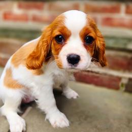 Asbury - Blenheim female Cavalier King Charles Spaniel puppy in Watsontown, Pennsylvania from Huntsman Cavaliers