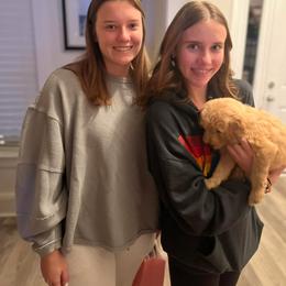 Goldendoodle Puppies from ENC Goldendoodles