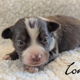 Ioniq - Red tri male Toy Australian Shepherd puppy in Mountain Home, Idaho from LJK Boxers & Toy Aussies