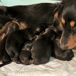 Girl 2 - Red female Dachshund puppy in Alice, Texas from Crimson’s longhair Dachshunds