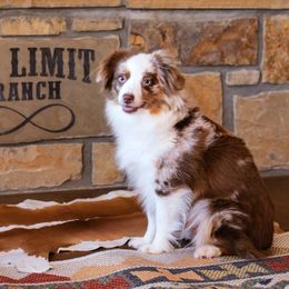 Swayze - Toy Australian Shepherd