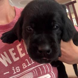 Red collar - Black male Labrador Retriever puppy in Washington from Jarvis Family Labradors