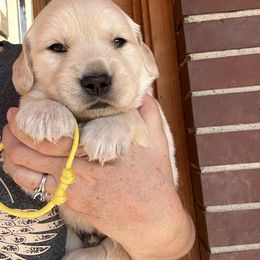 Boy 4 - Light golden male Golden Retriever puppy in Boise, Idaho from Clear Creek Goldens