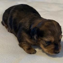 Tiger girl female CKC certified - Dapple female Dachshund puppy in Oklahoma City, Oklahoma from Diana's Dachshunds CKC certified!