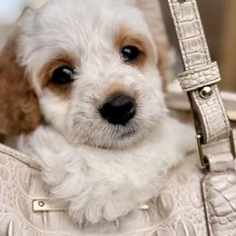 Australian Labradoodles from Sweet Melissa Labradoodles