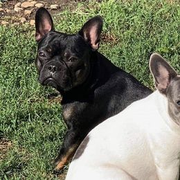 French Bulldogs from Paws n Claws Frenchies