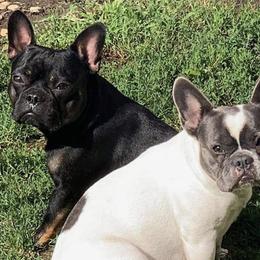 French Bulldogs from Paws n Claws Frenchies