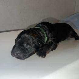 Jaden - Black female German Shepherd puppy in Winterport, Maine from Vom Stevens Old Fashioned German Shepherds