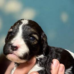 Sugar - Black and white female Cavapoo puppy in Spokane, Washington from PJE Cavs and Poos