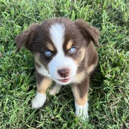 Miniature Australian Shepherd puppies from Mike & Josh Mini & Toy Aussies