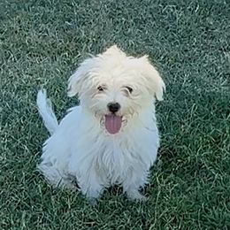 LB4 MILO - White male Maltese puppy in Blythe, California from California AKC Maltese & Yorkies