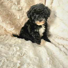 Midnight  (2500) - Black male Poodle puppy in Salt Lake City, Utah from Premier Paws