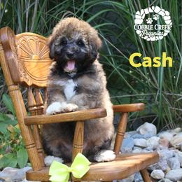 Cash - Sable male Bernedoodle puppy in Heyworth, Illinois from Cobble Creek Puppies