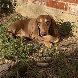Luna - Dachshund