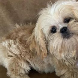 Miniature Schnauzers and Shih Tzus from Sun Rise Kennel