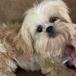 Miniature Schnauzers and Shih Tzus from Sun Rise Kennel